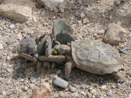 Desert Tortoise eating a cactus