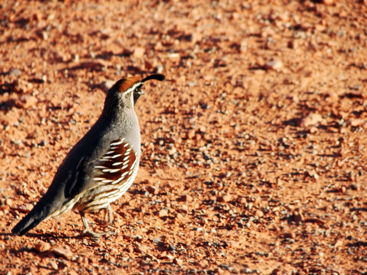 Gambel's Quail photo