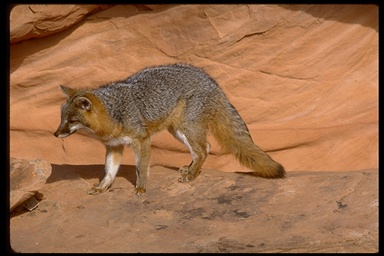 Gray fox photo