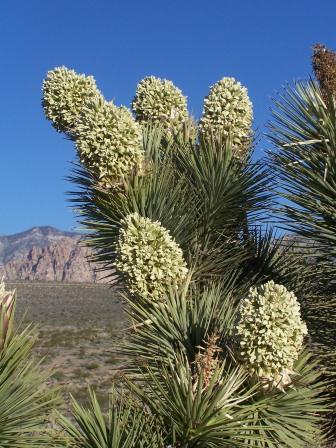 Joshua Tree photo by Kate Sorom