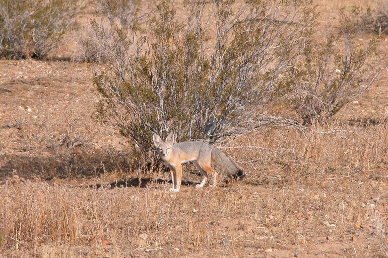 Kit Fox photo