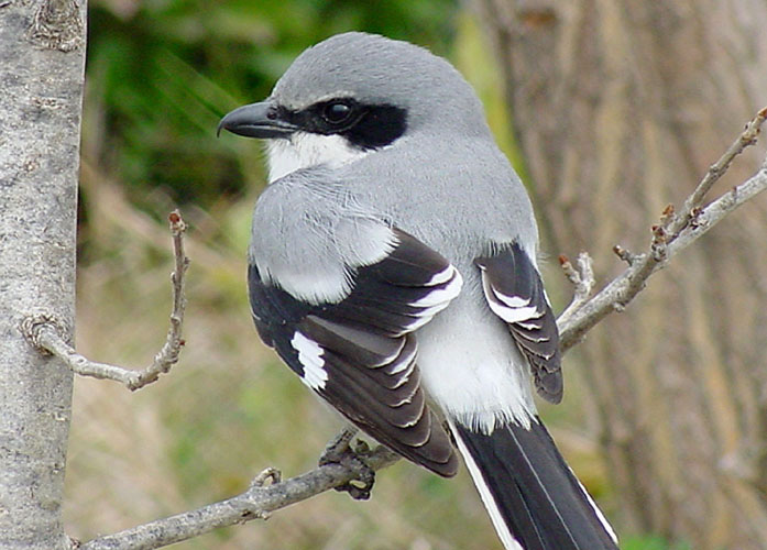 Loggerhead Shrike