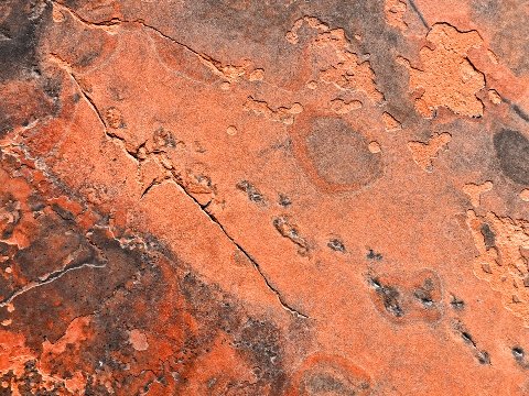 Octopodichnus tracks photo