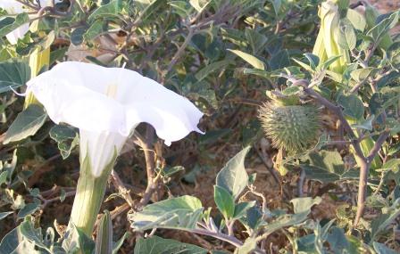 Sacred Datura photo by Kate Sorom