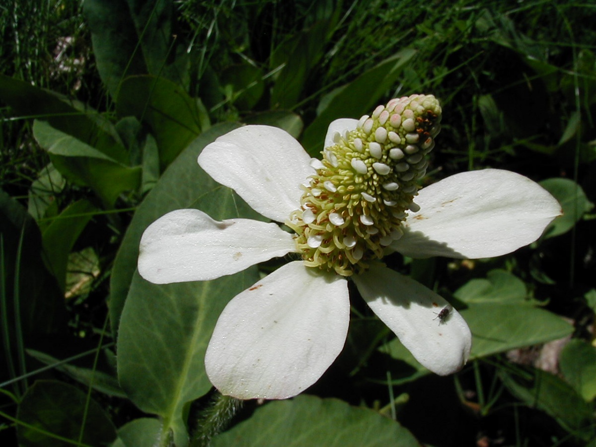 Yerba Mansa photo