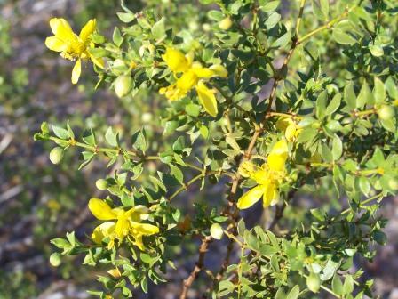 Creosote Bush photo by Kate Sorom