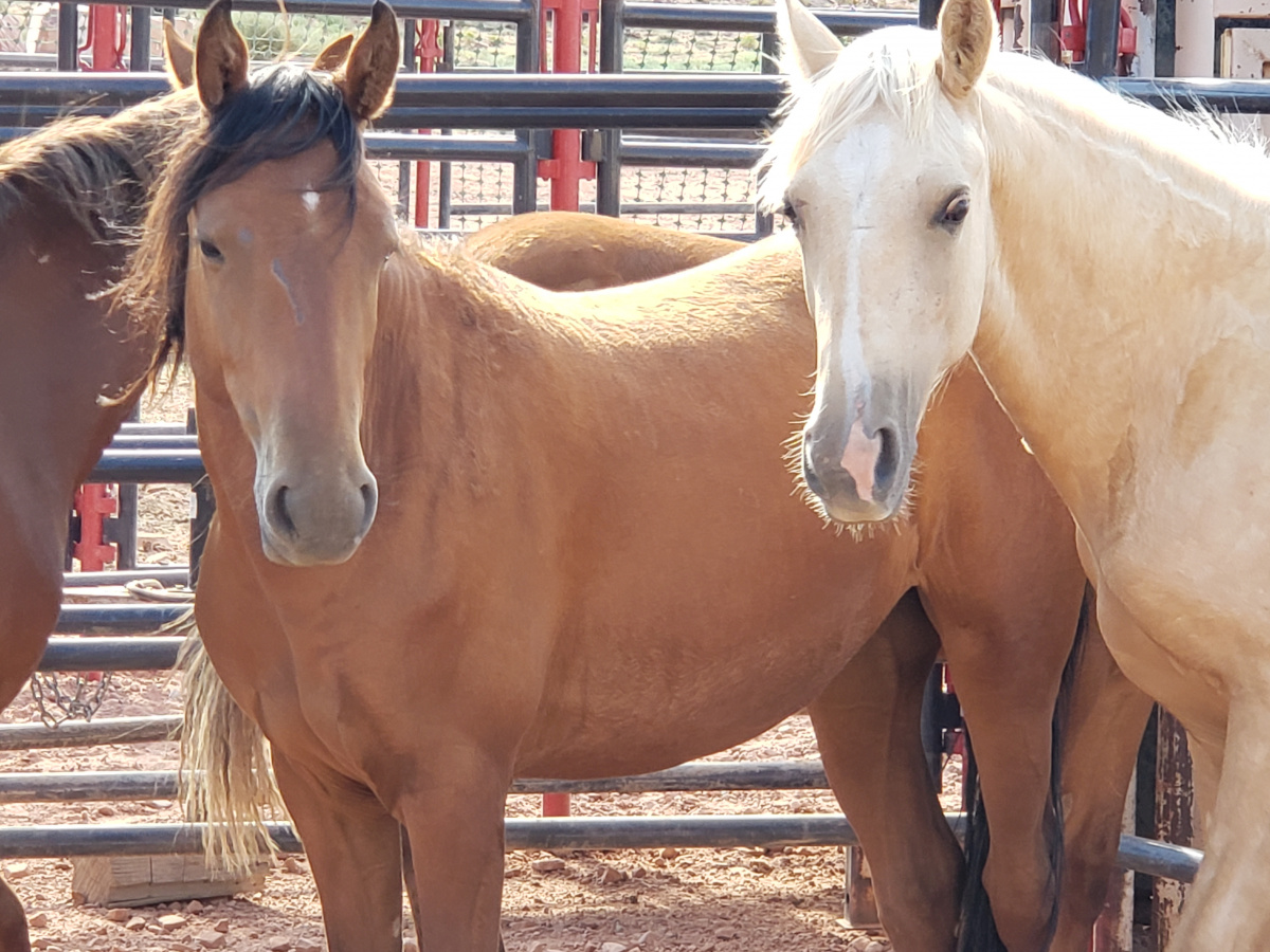Photo of two mares from the 2019 Red Rock Herd Management Area Emergency Wild Horse Gather