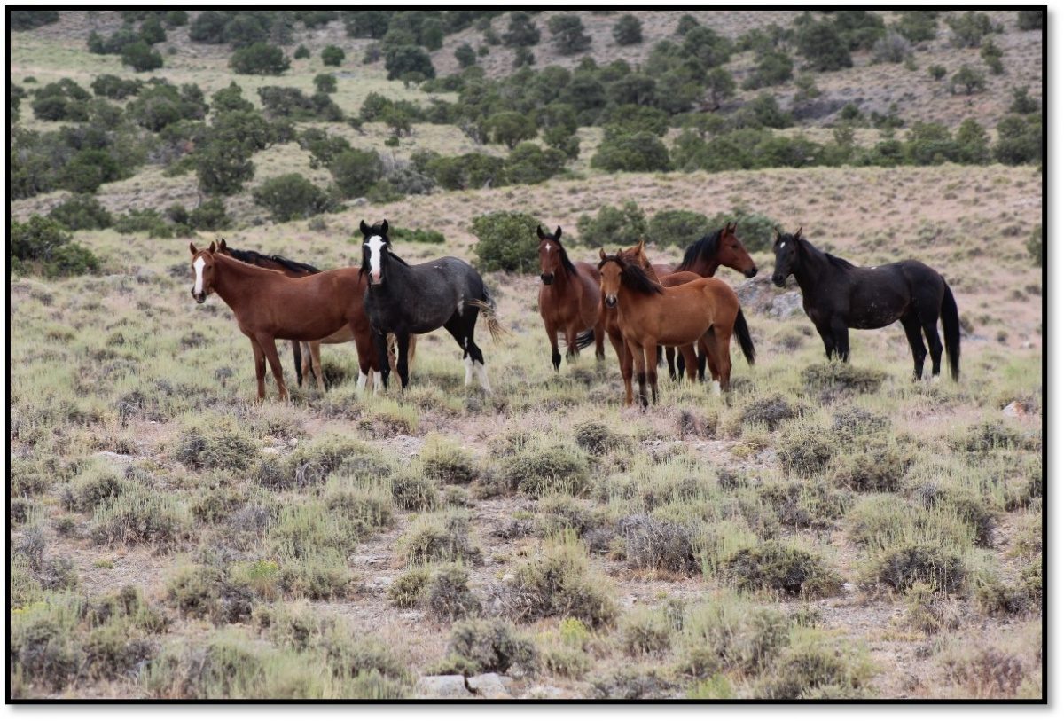 Fish Creek HMA horses