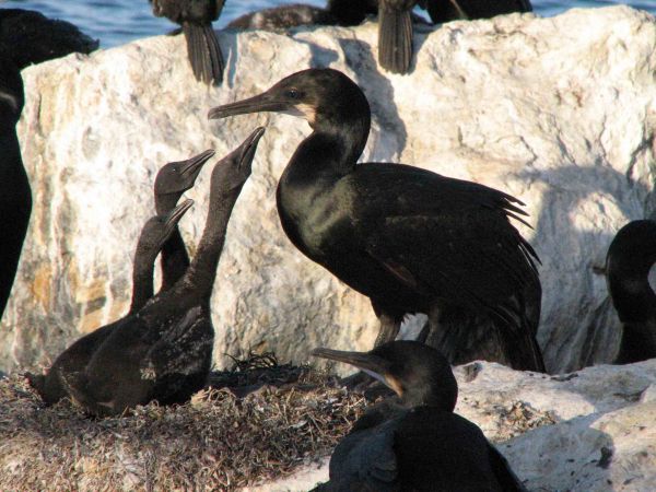 Brandt's Cormorants on rocks with their young (Photo by BLM).