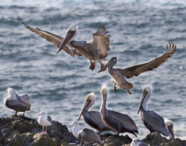 Brown Pelicans flying over the ocean to a rock (Photo by BLM)