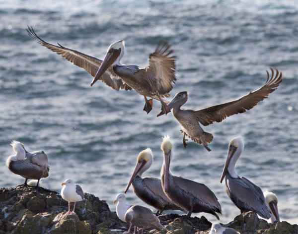 Brown Pelicans flying over the water and sitting on the rocks (Photo by BLM)