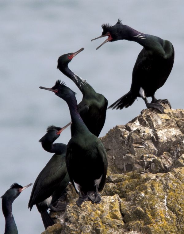 Pelagic Cormorants on the rocks (Photo by BLM)
