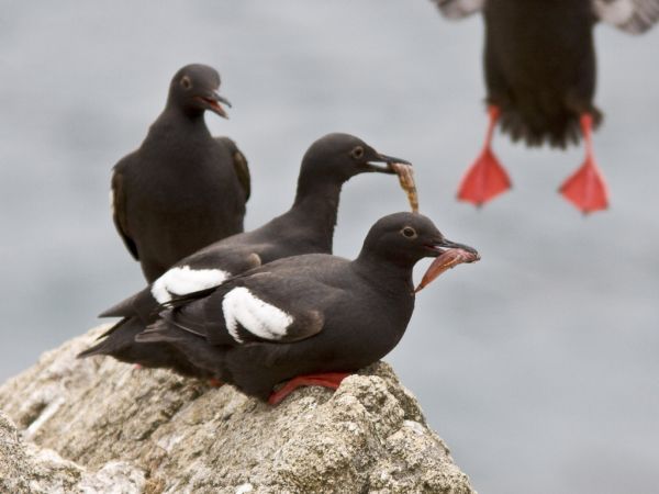 Pigeon Guillemots sitting on rocks (Photo by BLM)