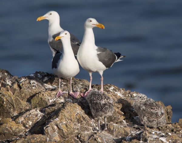 Western Gulls standing on a rock (Photo by BLM)