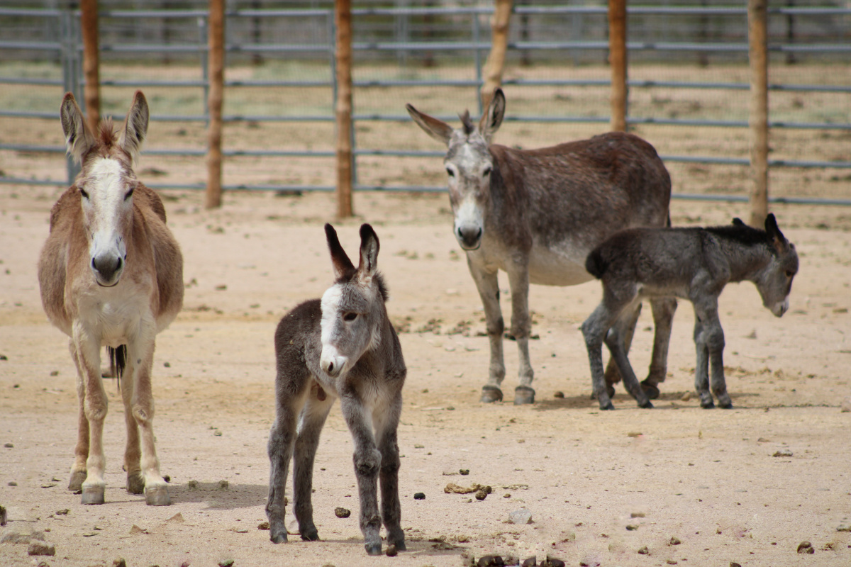 Two baby burros in pen. BLM Photo