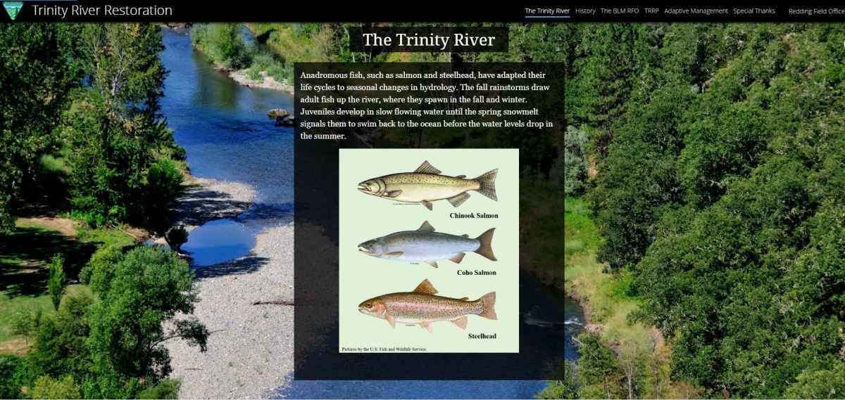Drawing of three different types of salmon.