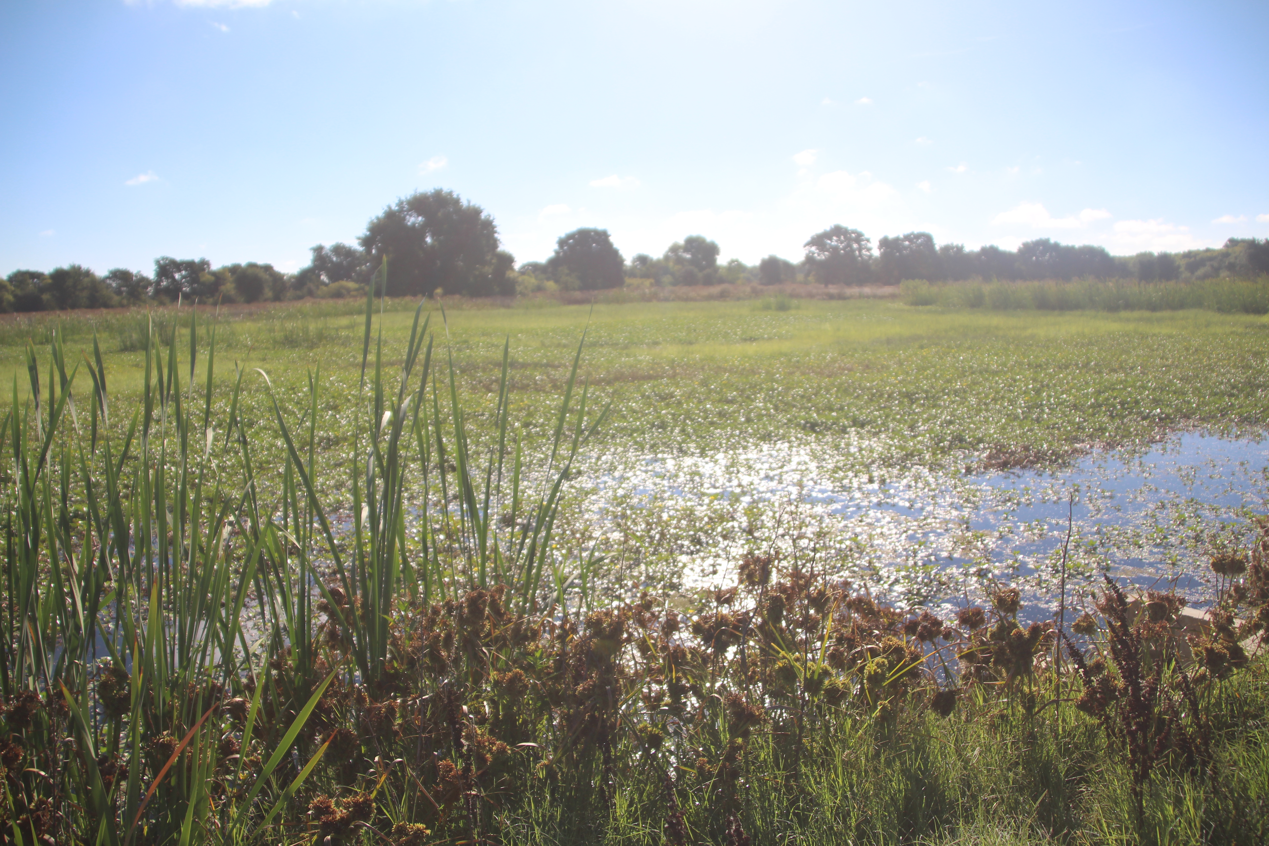 A large pond is surrounded by vegetation with large oak trees in the background.