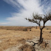 photo of desert landscape with lone tree
