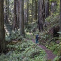 photo of person walking trail through old growth forest