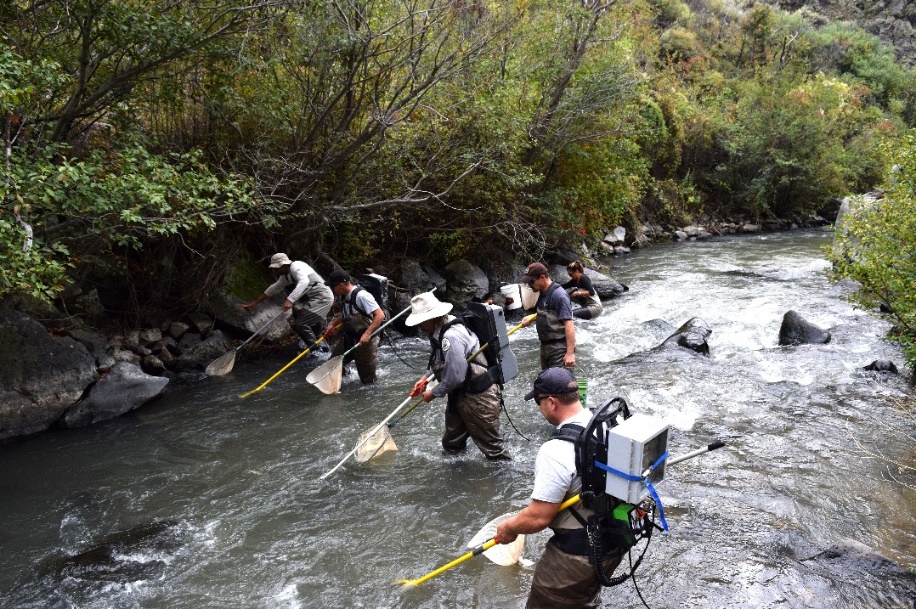 Employees with nets standing in a river.