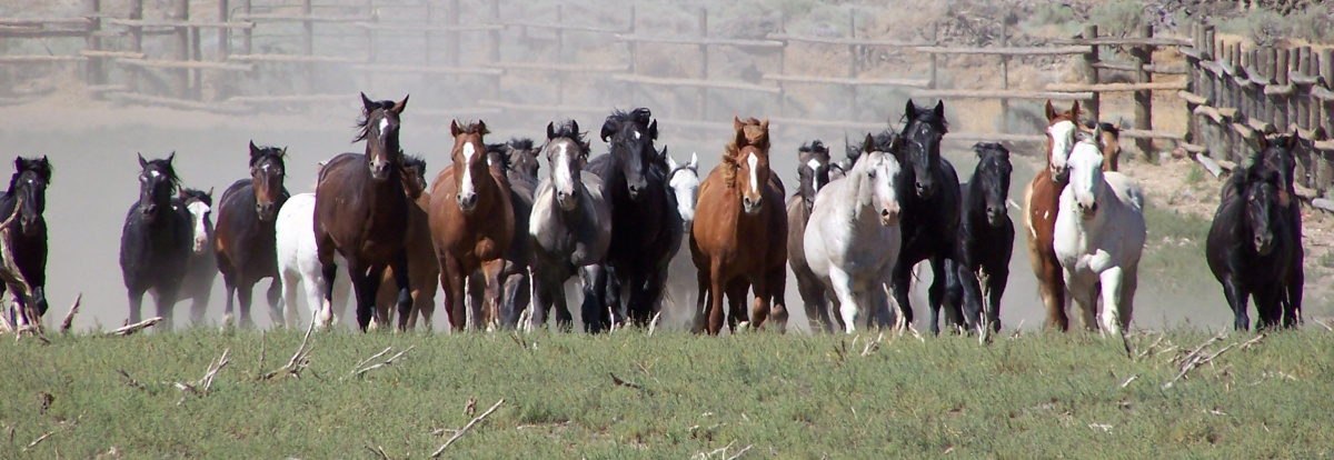 Row of horses runs towards the camera. Photo by Amy Dumas, BLM 
