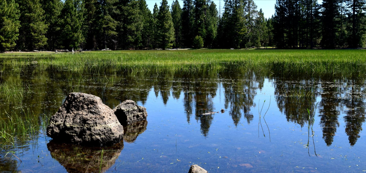 A vernal pool in a bright green meadow. Photo by the BLM.