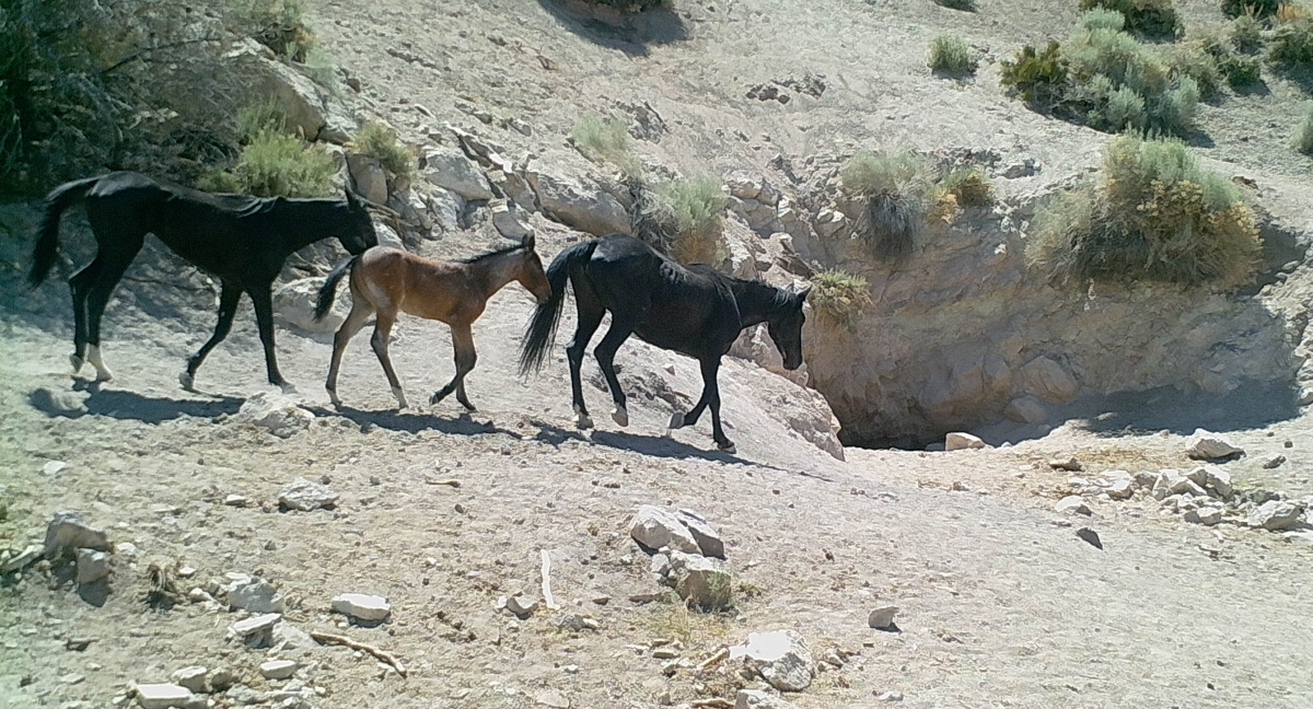 Three horses approach the dried up spring searching for a drink.