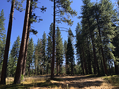 Picture of a forest in California