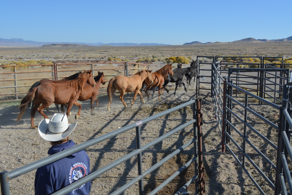 Treated mares are released back into Water Canyon on Friday, Oct. 13.