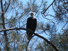 Bald eagle perched in a pine tree. Photo by the BLM.