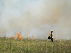 Firefighter supervises burn in field. Photo by BLM.