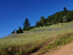 A lush, green hill covered in purple flowers. Photo by Monte Kawahara/BLM.