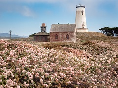 A white light house towers over soft pink flowers. Photo by Jesse Pluim, BLM.