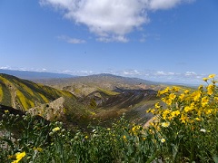 Bright yellow flowers against a plain bordered by mountains. Photo by Harrison Friedman, BLM.