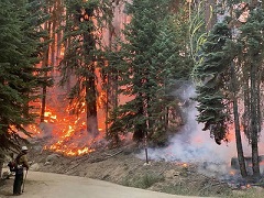 Fire roars through tall forest.