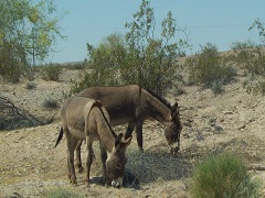 A pair of wild burros eating vegetation in the California desert. Photo by the BLM.