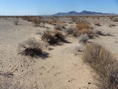 A brush covered desert with distant mountains. Photo by the BLM.