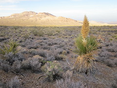 Green and gray desert brush stretch towards a distant bald mountain. Photo by BLM.