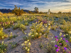 Photo of Desert Lilies at sun rise. Photo by Bob Wick, BLM.
