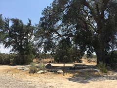 Campsite with picnic table under a large tree. Photo by Alexia Williams, BLM.