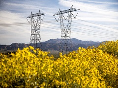 Two high wire towers amidst desert flowers. Photo by Bob Wick, BLM