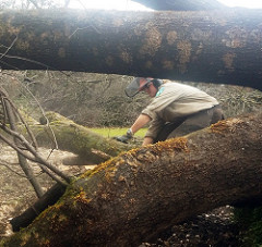 Image of a sawyer cutting into a downed tree. Photo by Bill Kuntz/BLM.