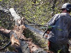 Image of man cutting a tree with a chainsaw. Photo by Eric Coulter/BLM.