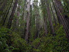 Tall trees tower over a lush, green forest. Photo by Bob Wick/BLM.