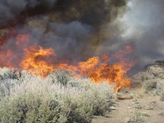 A roaring brush fire on the high desert. Photo by BLM.