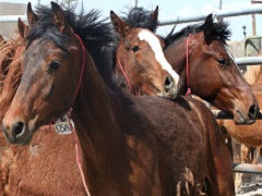 Brown horses in corral. BLM Photo