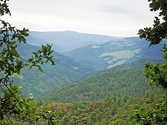 Lush view of the forested Lack Creek Watershed.  Photo by the BLM.