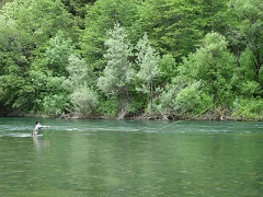 A man fly fishes in the Trinity River. BLM Photo.