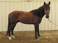 A brown horse. Photo by the BLM.