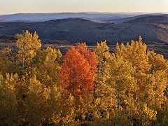 Yellow aspen trees with rolling high desert hills in in the background. Photo by Bob Wick/BLM.